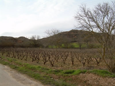 Chacolí en tierras burgalesas